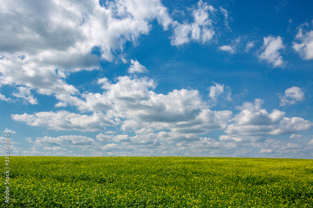 field of blooming canola on a sunny day