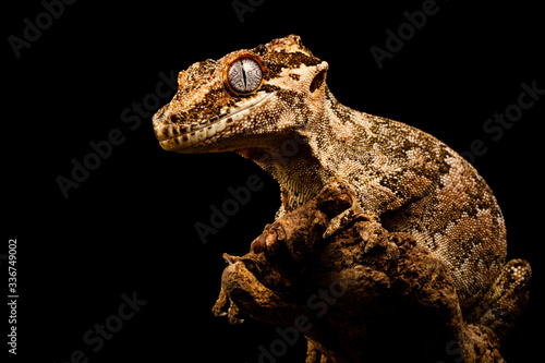 Marco shot of a gargoyle gecko