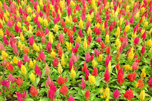 Colorful Cockscomb or Chinese Wool Flowers. © mesamong