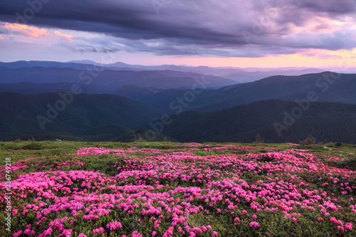 Dramatic sky. Pink rhododendron flowers cover the hills  meadow on summer time. Beautiful photo of mountain landscape. Concept of nature revival. Wallpaper colorful background.