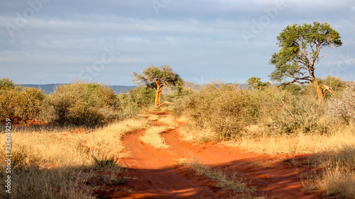 Road through Madikwe Game Reserve, South Africa photo