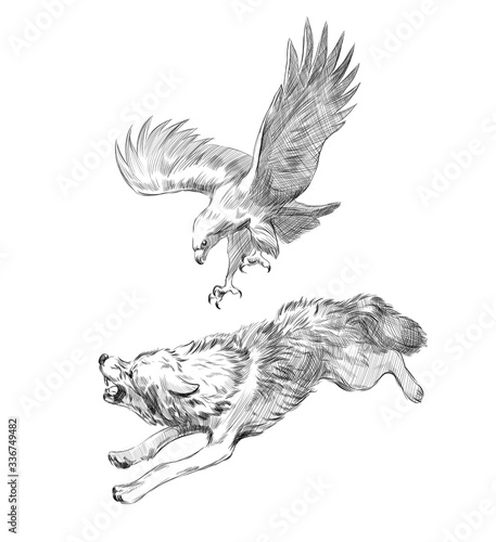 Sketch of a falcon attacking a wolf on a white background. engraving or drawing.