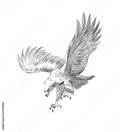A sketch of a falcon on a white background. engraving or drawing.