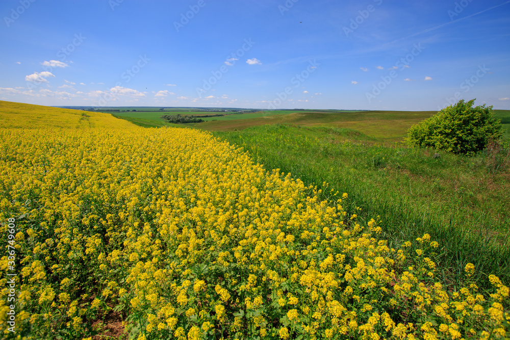 field of blooming canola on a sunny day