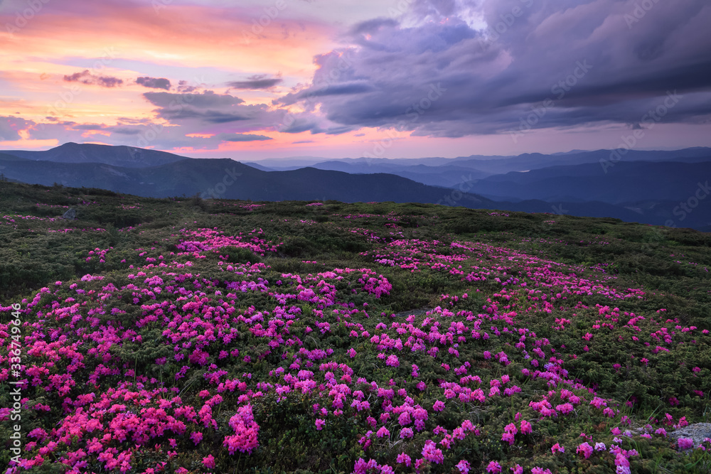 A lawn covered with flowers of pink rhododendron. Scenery of the sunrise at the high mountains. Dramatic sky. Amazing summer day. The revival of the planet. Location Carpathian, Ukraine, Europe.