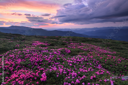 A lawn covered with flowers of pink rhododendron. Scenery of the sunrise at the high mountains. Dramatic sky. Amazing summer day. The revival of the planet. Location Carpathian  Ukraine  Europe.