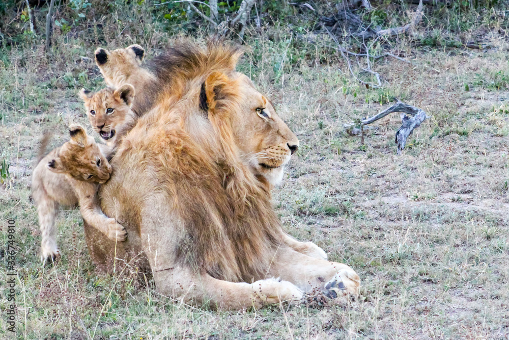 Naklejka premium Lion cubs climbing on their dad, Sabi Sand National Park, South Africa