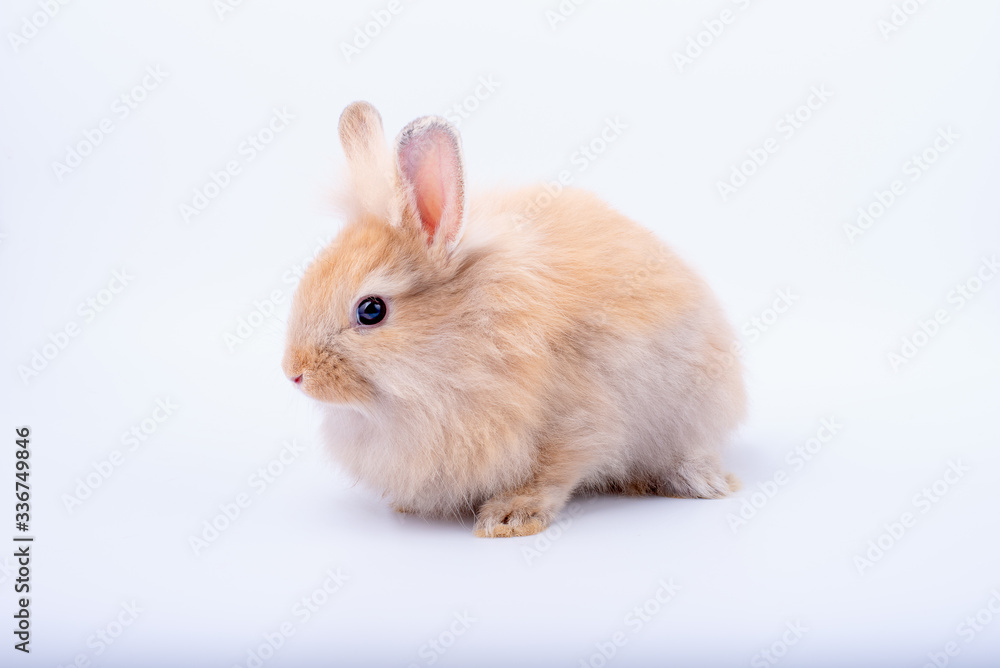 Fototapeta premium Little brown bunny rabbit stay calm and isolate on white background.