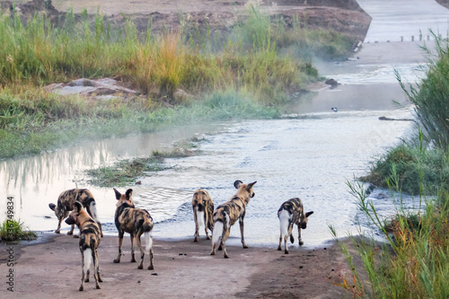 Wild dogs in Madikwe Game Reserve, South Africa, Africa