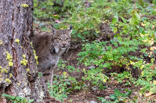 lynx in the forest © Kory