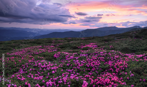 Dramatic sky. Rhododendron blooming on the high wild mountains. Amazing summer day. The revival of the planet. Location Carpathian  Ukraine  Europe. Wallpaper background.