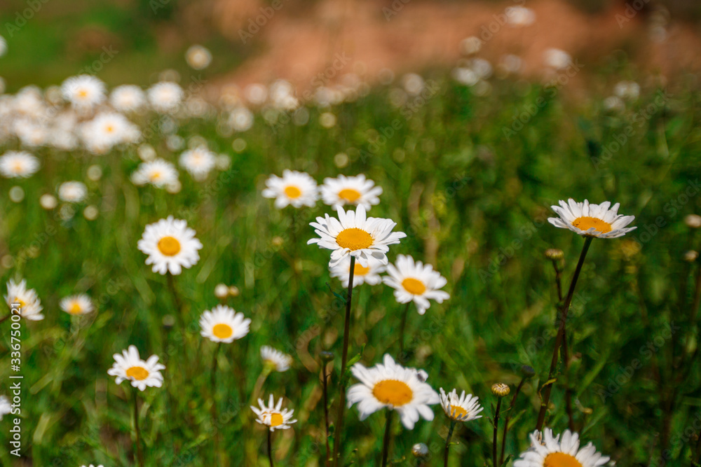 daisies in the field, the background is blurred daisies in the field, the background is blurred