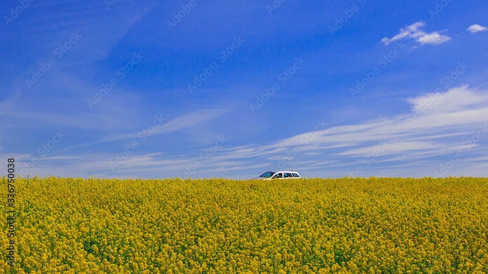 car in the field of blooming canola on a sunny day