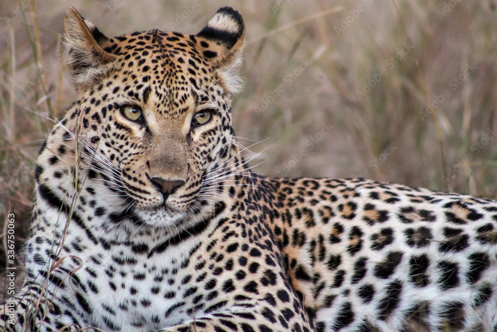 Leopard resting in Sabi Sand National Park, South Africa Leopard resting in Sabi Sand National Park, South Africa