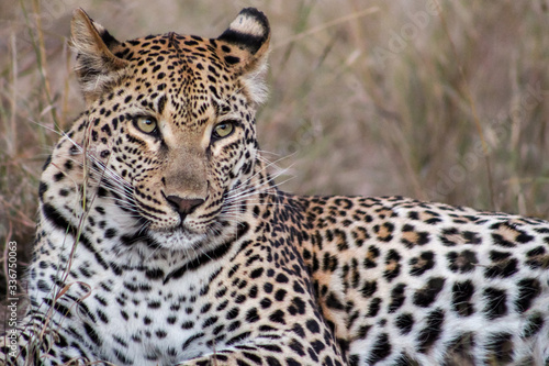 Leopard resting in Sabi Sand National Park, South Africa
