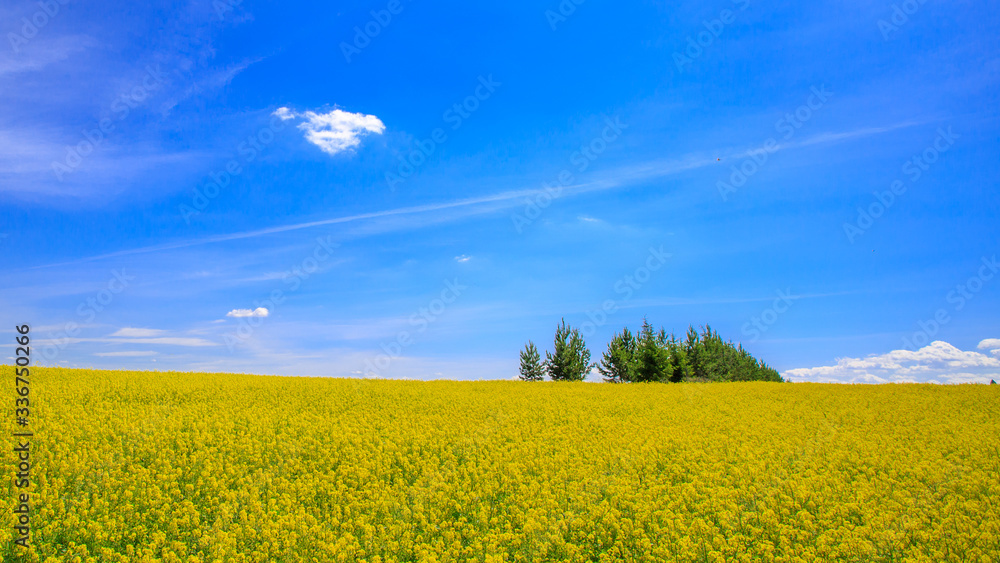 field of blooming canola on a sunny day