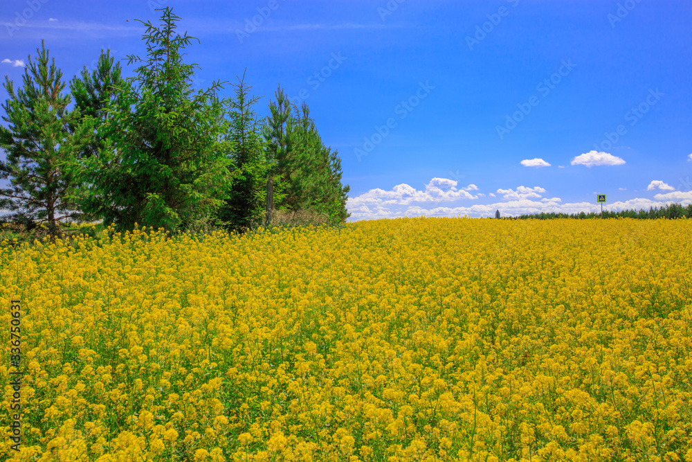 a forest belt of young pines in a field of blooming canola on a sunny day