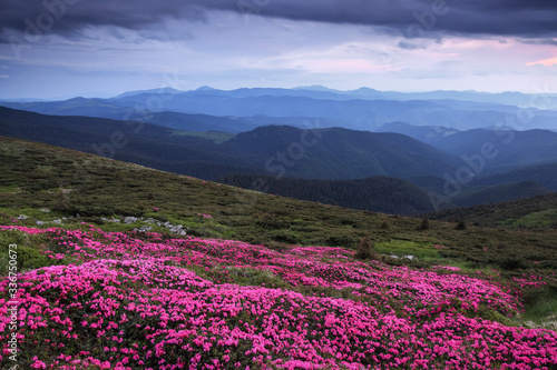 A lawn covered with flowers of pink rhododendron. Scenery of the sunrise at the high mountains. Dramatic sky. Amazing summer day. The revival of the planet. Location Carpathian  Ukraine  Europe.