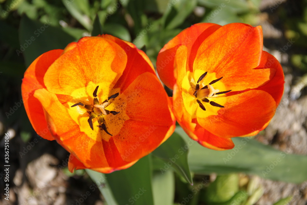 Colorful bright fresh tulip flower bud and leaves Colorful bright fresh tulip flower bud and leaves