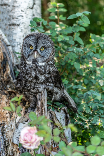 Owl in tree