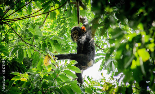 Canvas-taulu Chimpanzee in Kibale National Park, Uganda, Africa