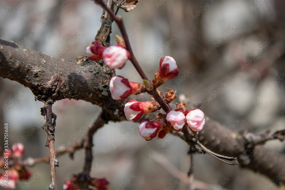 A branch of healing cherries with unbroken buds in full bloom in all its glory in spring sunny day. A branch of healing cherries with unbroken buds in full bloom in all its glory in spring sunny day.