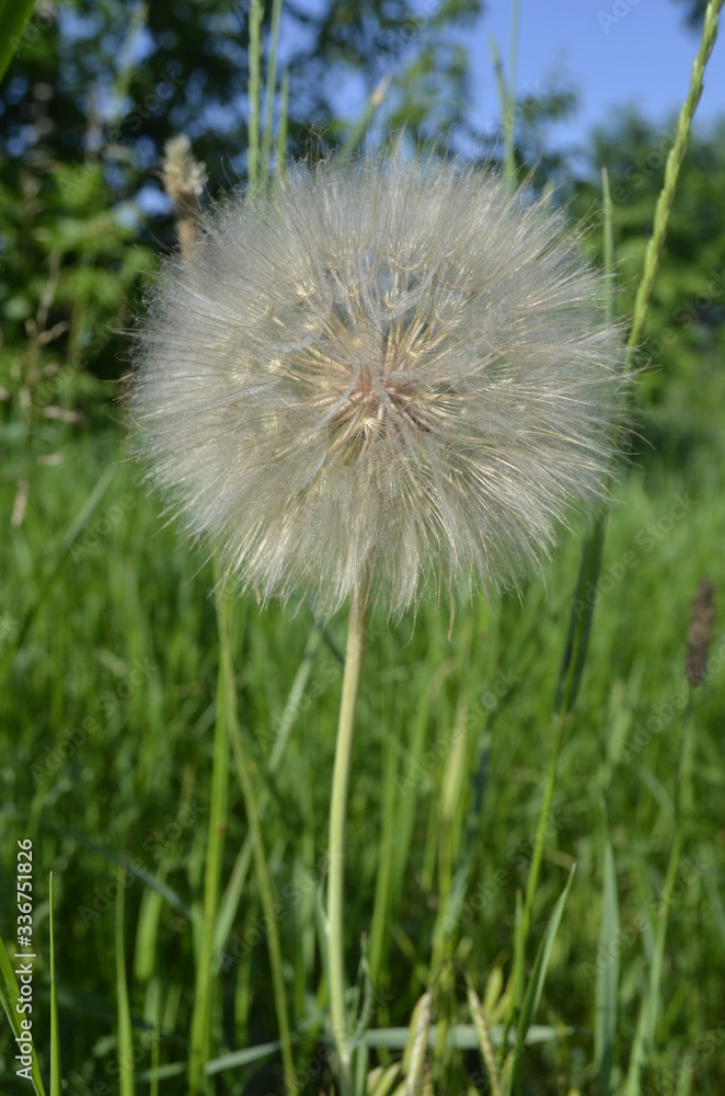 Fototapeta premium dandelion seed head