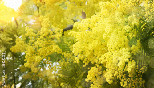Spring background with Mimosa Blossom