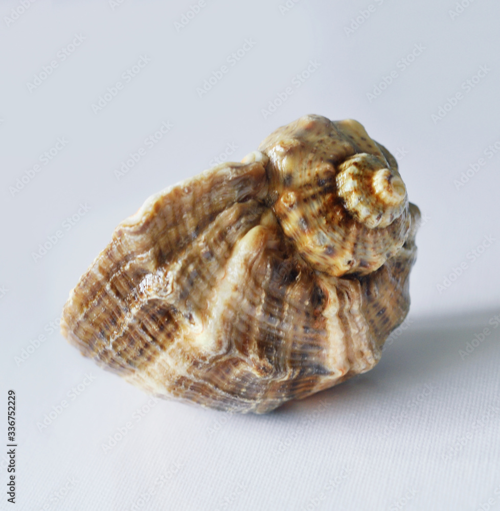 Sea shells on a white background Sea shells on a white background