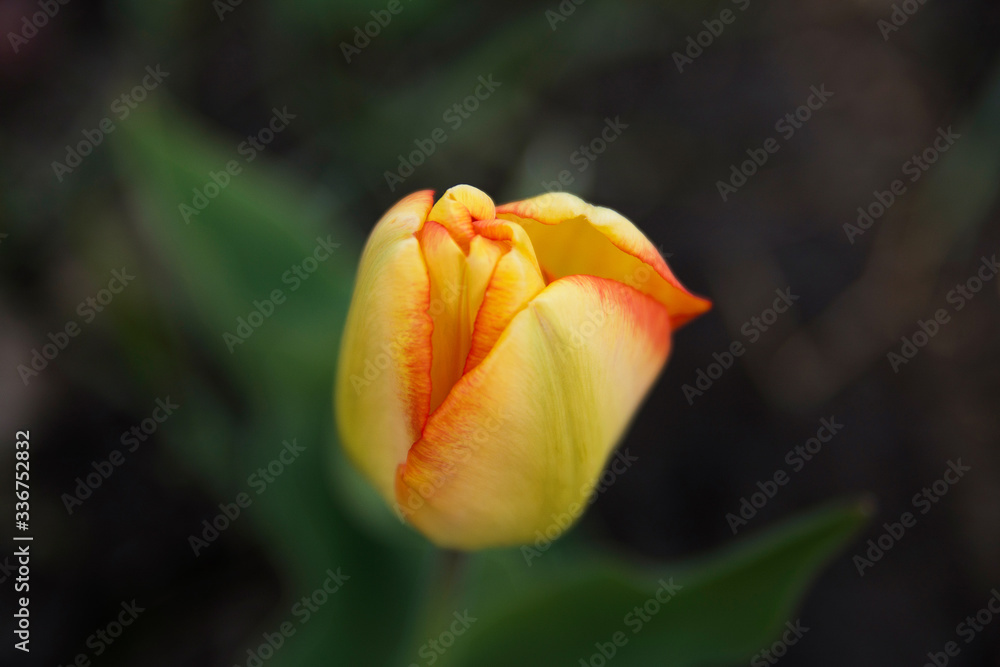 yellow tulip on a natural background yellow tulip on a natural background