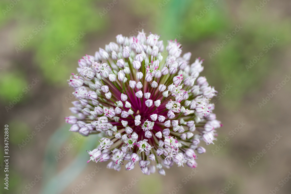 Blooming inflorescence of leeks on a background of blurred greenery. Background Blooming inflorescence of leeks on a background of blurred greenery. Background