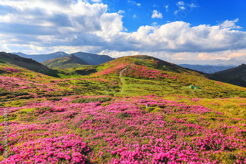 Amazing summer day. A lawn covered with flowers of pink rhododendron. Mountain landscape with beautiful sky. The revival of the planet. Location Carpathian mountain  Ukraine  Europe.