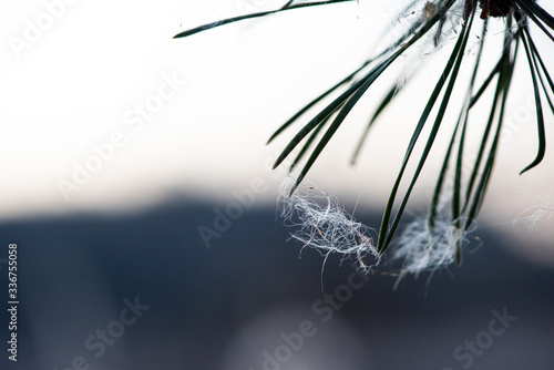 Close up of cattail fluff on pine needles