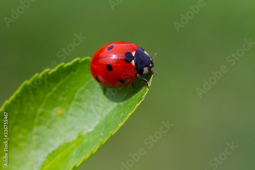 ladybird on a leaf © mehmetkrc