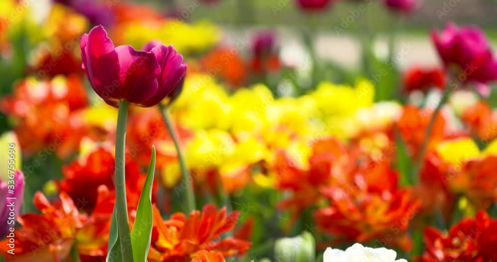 tulips pink orange purple yellow variety tulips pink orange purple yellow variety