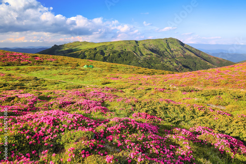 Summer landscape with mountain, the lawns are covered by pink rhododendron flowers with the foot path. Concept of nature rebirth. Wallpaper background. Location place Carpathian, Ukraine, Europe.