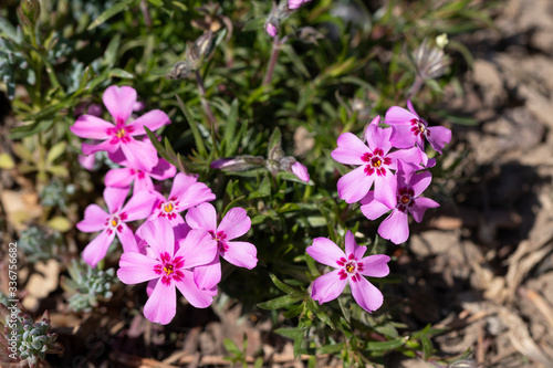 Bright pink Phlox subulata flowers in the spring sun