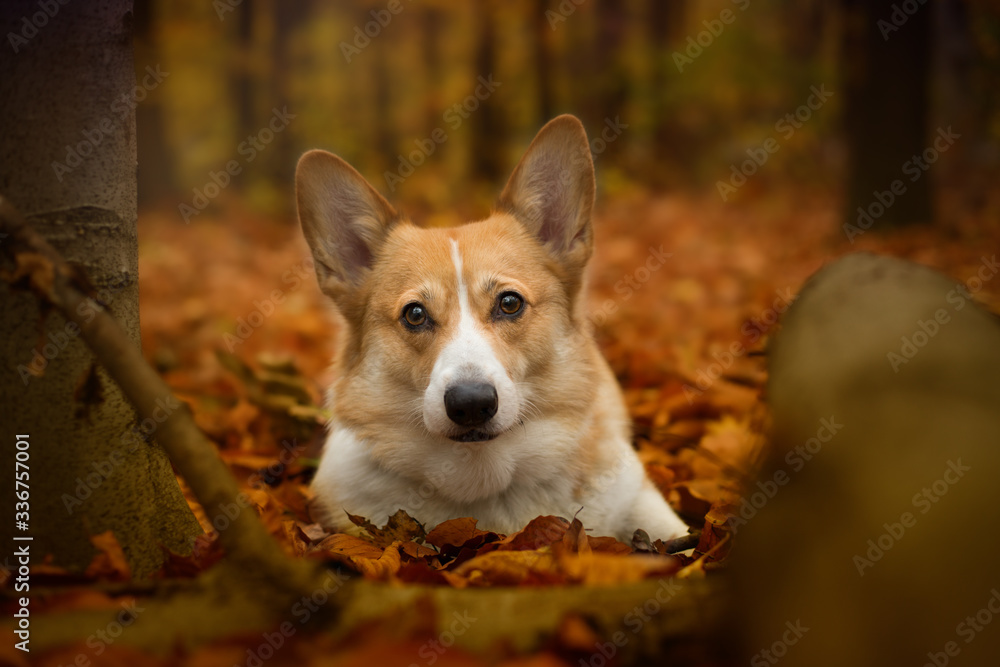 Pembroke Welsh Corgi dog sits in a beautiful autumn forest Pembroke Welsh Corgi dog sits in a beautiful autumn forest