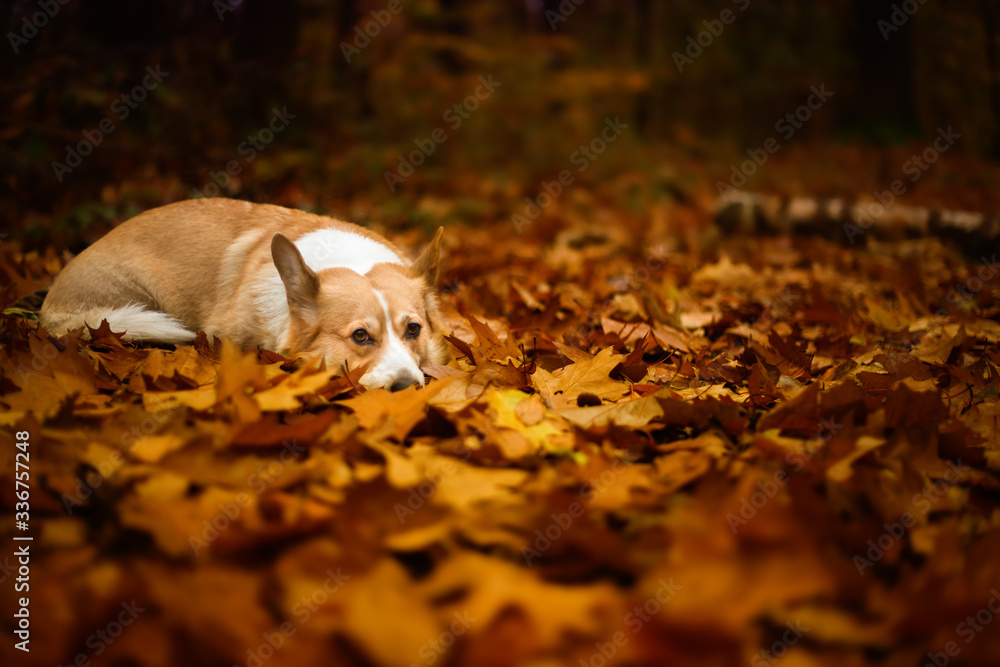 A lying and sad Welsh Corgi Pembroke dog in a beautiful autumn forest A lying and sad Welsh Corgi Pembroke dog in a beautiful autumn forest