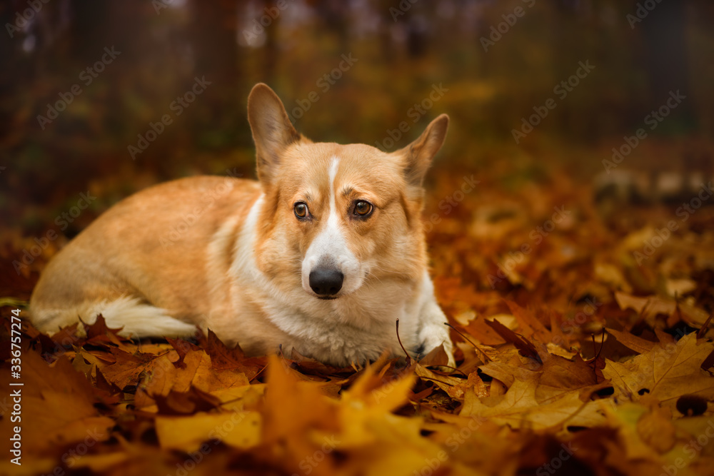 A lying and sad Welsh Corgi Pembroke dog in a beautiful autumn forest