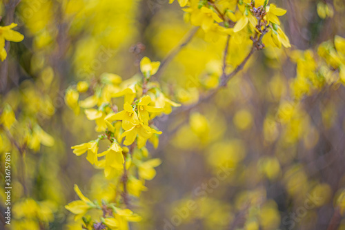 Blurred background with bokeh and blooming forsythia branch in springtime. Spring nature blurry gradient backdrop. Defocused