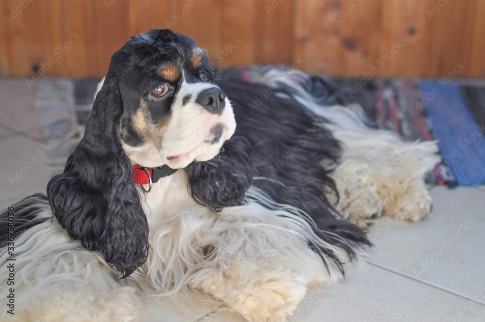 Adult cute tri-color American Cocker Spaniel