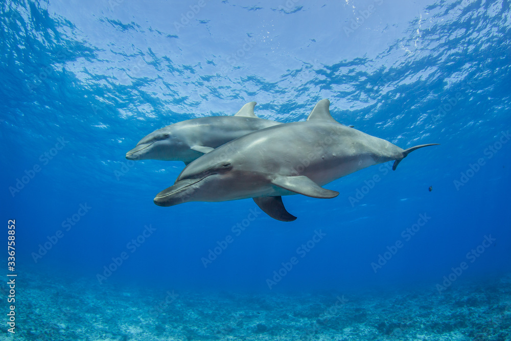 dolphin in blue water dolphin in blue water
