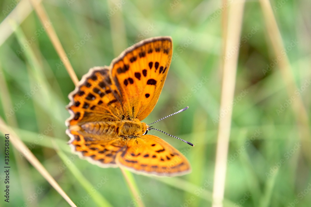 Butterfly on a spring meadow. Yellow flowers.