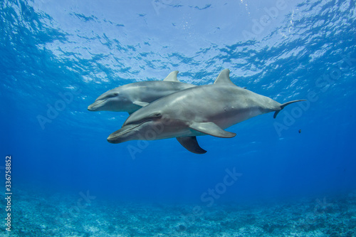 dolphin in blue water