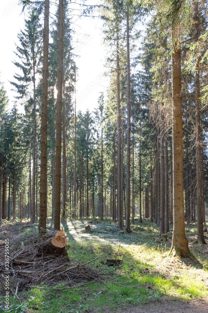 Low angle of dense pine forest and bright sky Low angle of dense pine forest and bright sky