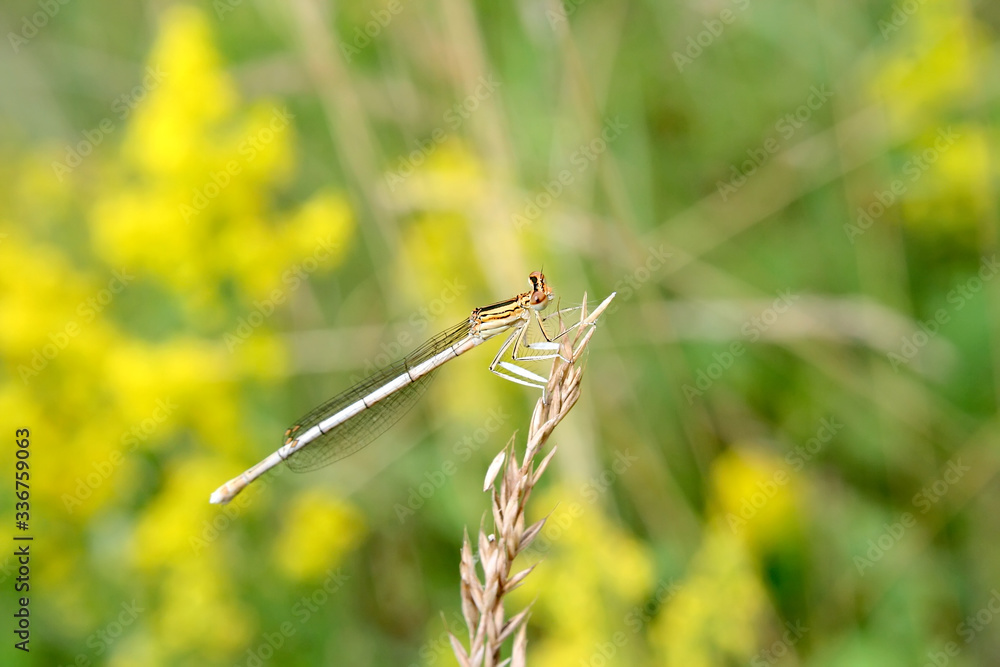Dragonfly on a spring meadow.