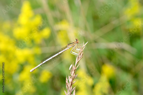 Obraz na płótnie Dragonfly on a spring meadow. w salonie