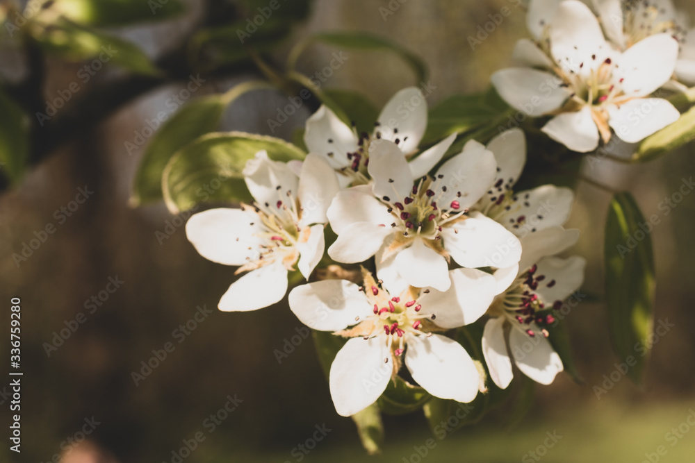 Fototapeta premium apple tree flowers
