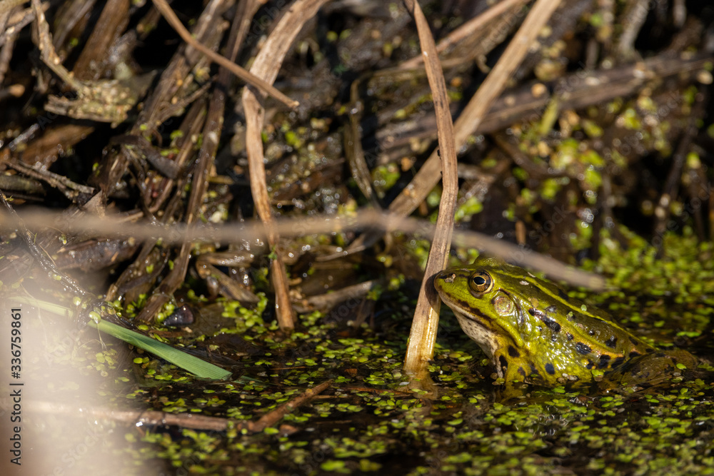 Large Green Frog basking partly submerged in water Large Green Frog basking partly submerged in water